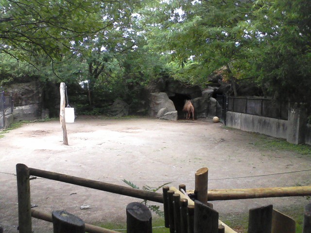 Wildlife Canyon- Bactrian Camel Exhibit