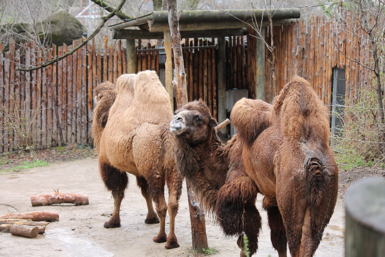 Wildlife Canyon- Bactrian Camel Exhibit
