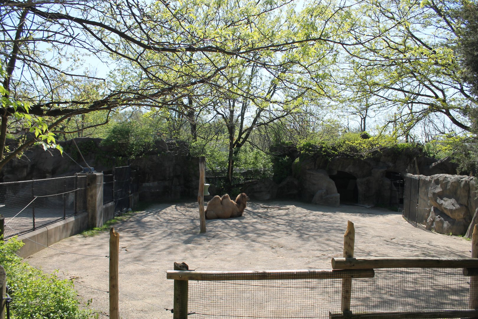 Wildlife Canyon- Bactrian Camel Exhibit
