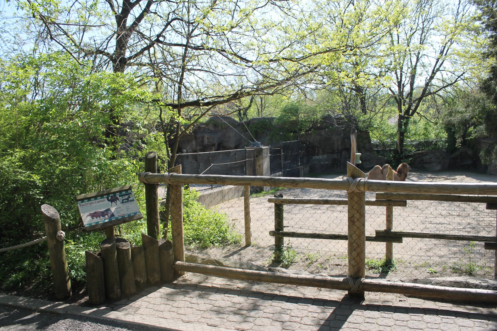 Wildlife Canyon- Bactrian Camel Exhibit