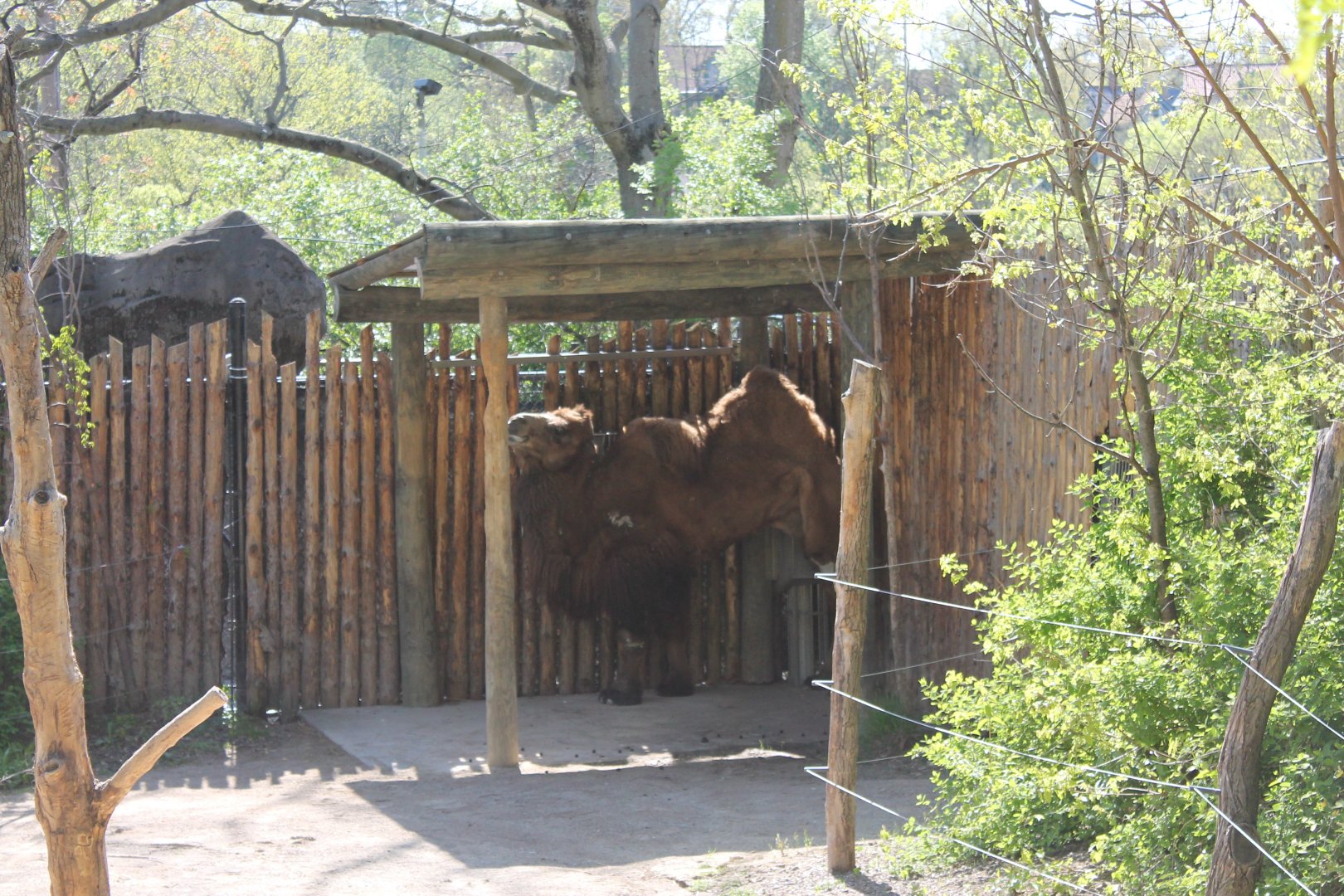 Wildlife Canyon- Bactrian Camel Exhibit