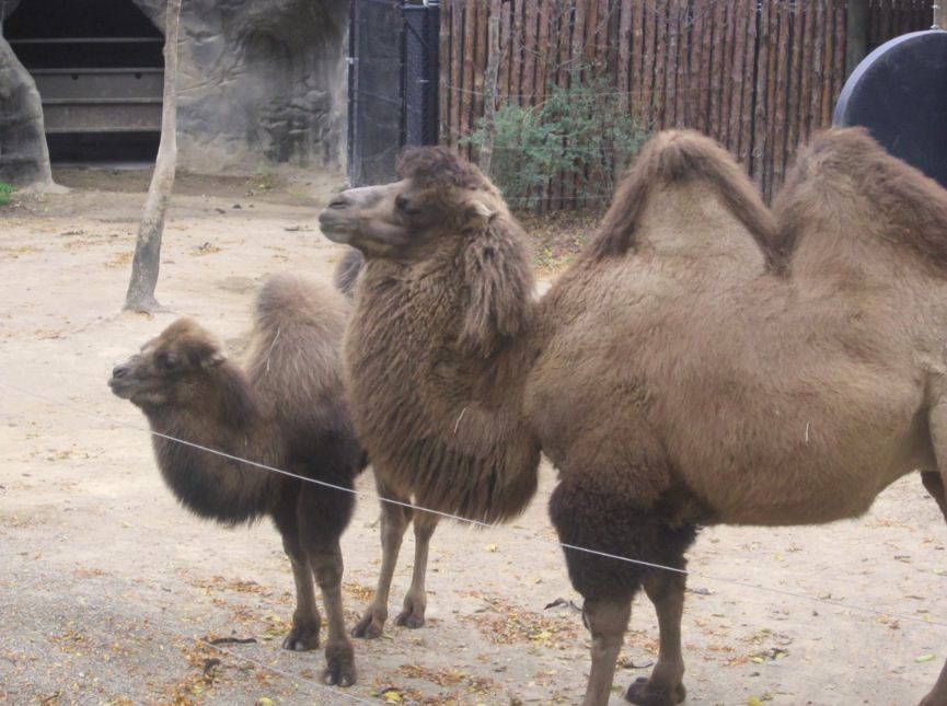 Wildlife Canyon-Bogart and Saari