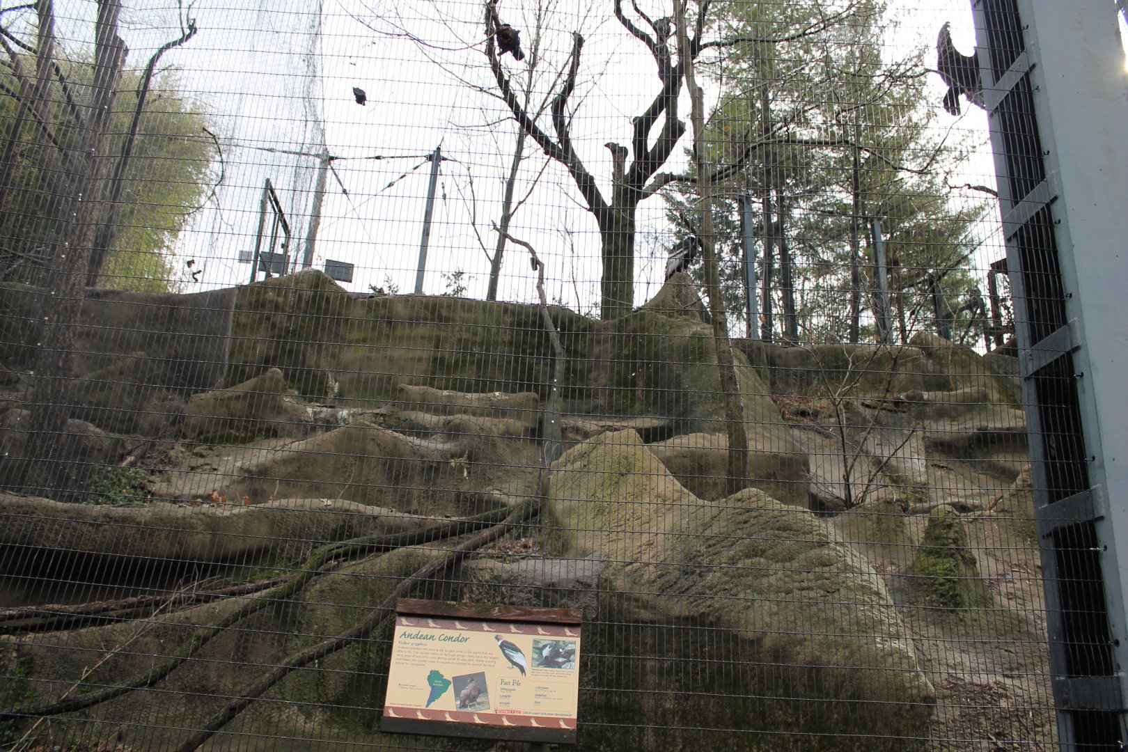 Wildlife Canyon/Eagle Eyrie- Andean Condor Exhibit