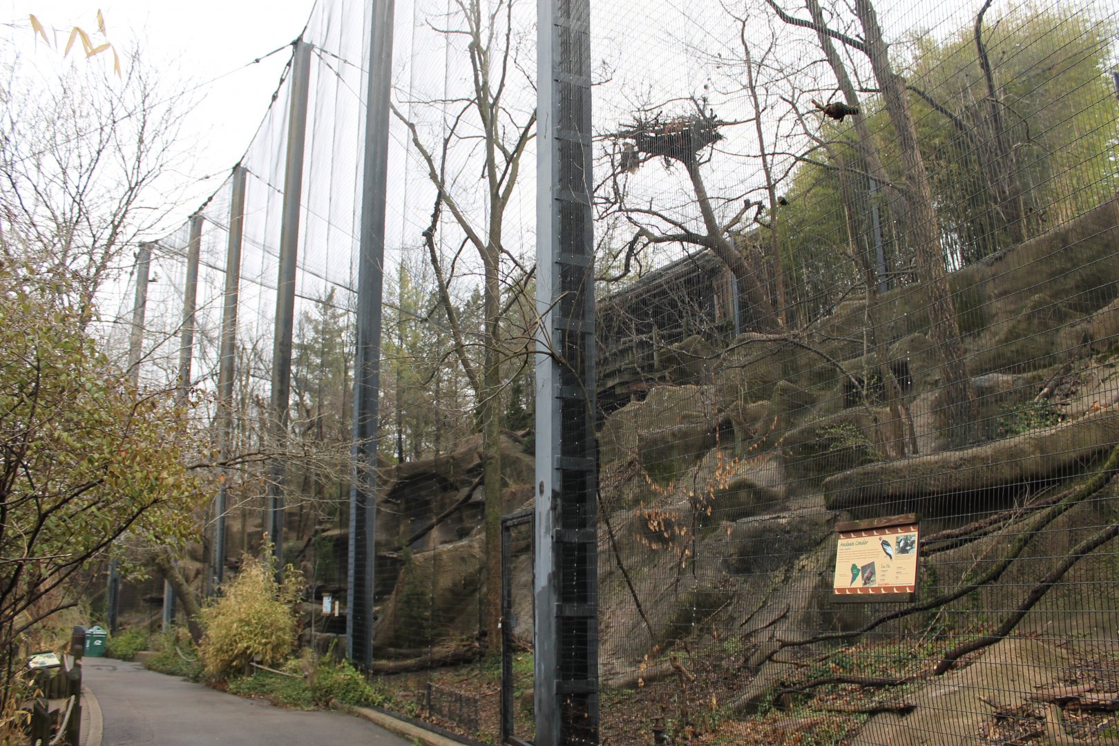 Wildlife Canyon/Eagle Eyrie- Andean Condor Exhibit