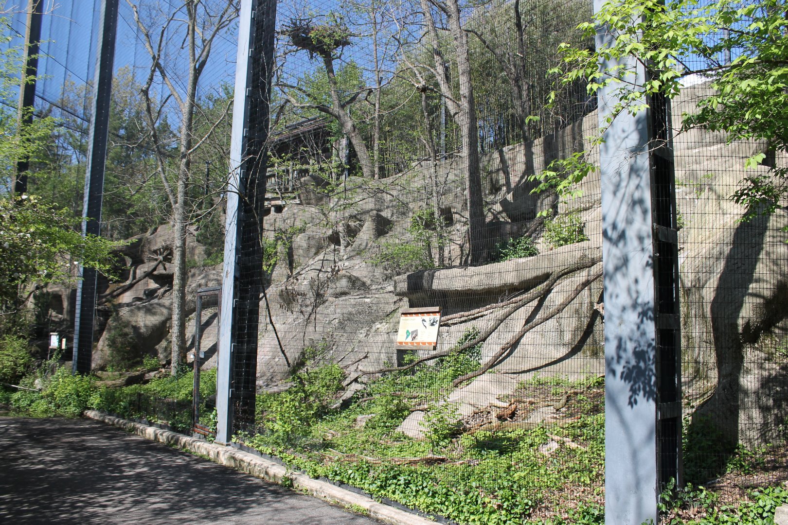 Wildlife Canyon/Eagle Eyrie- Andean Condor Exhibit