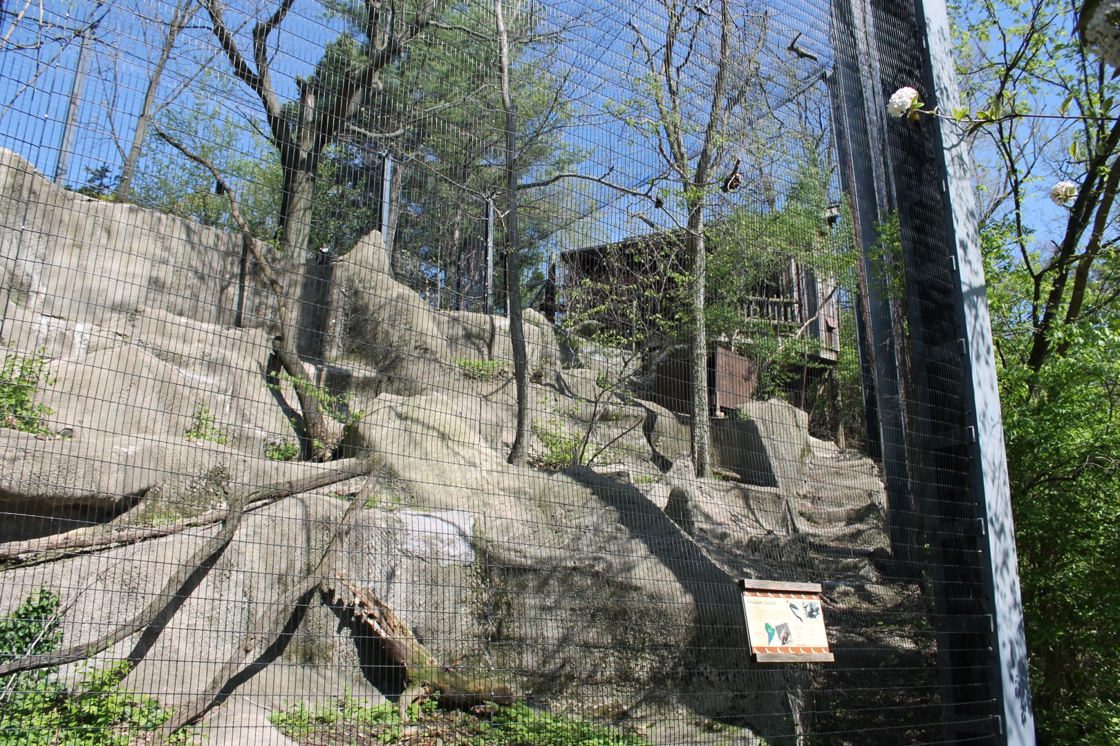 Wildlife Canyon/Eagle Eyrie- Andean Condor Exhibit