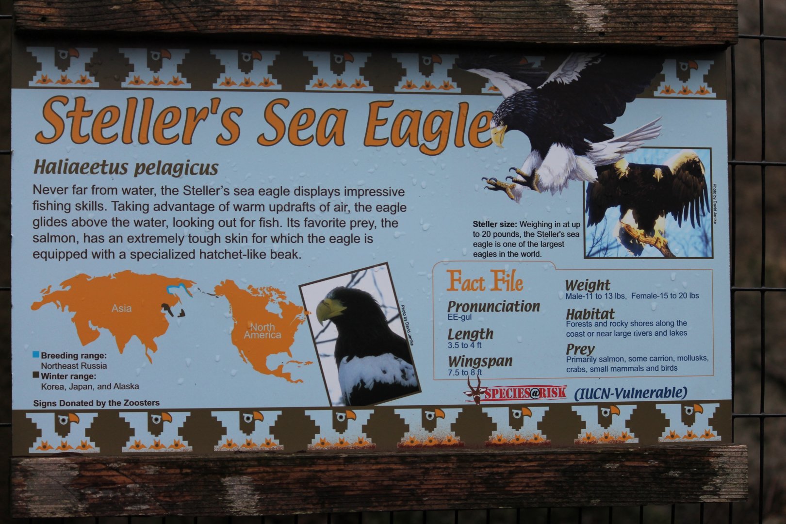 Wildlife Canyon/Eagle Eyrie-  Steller's Sea Eagle Exhibit