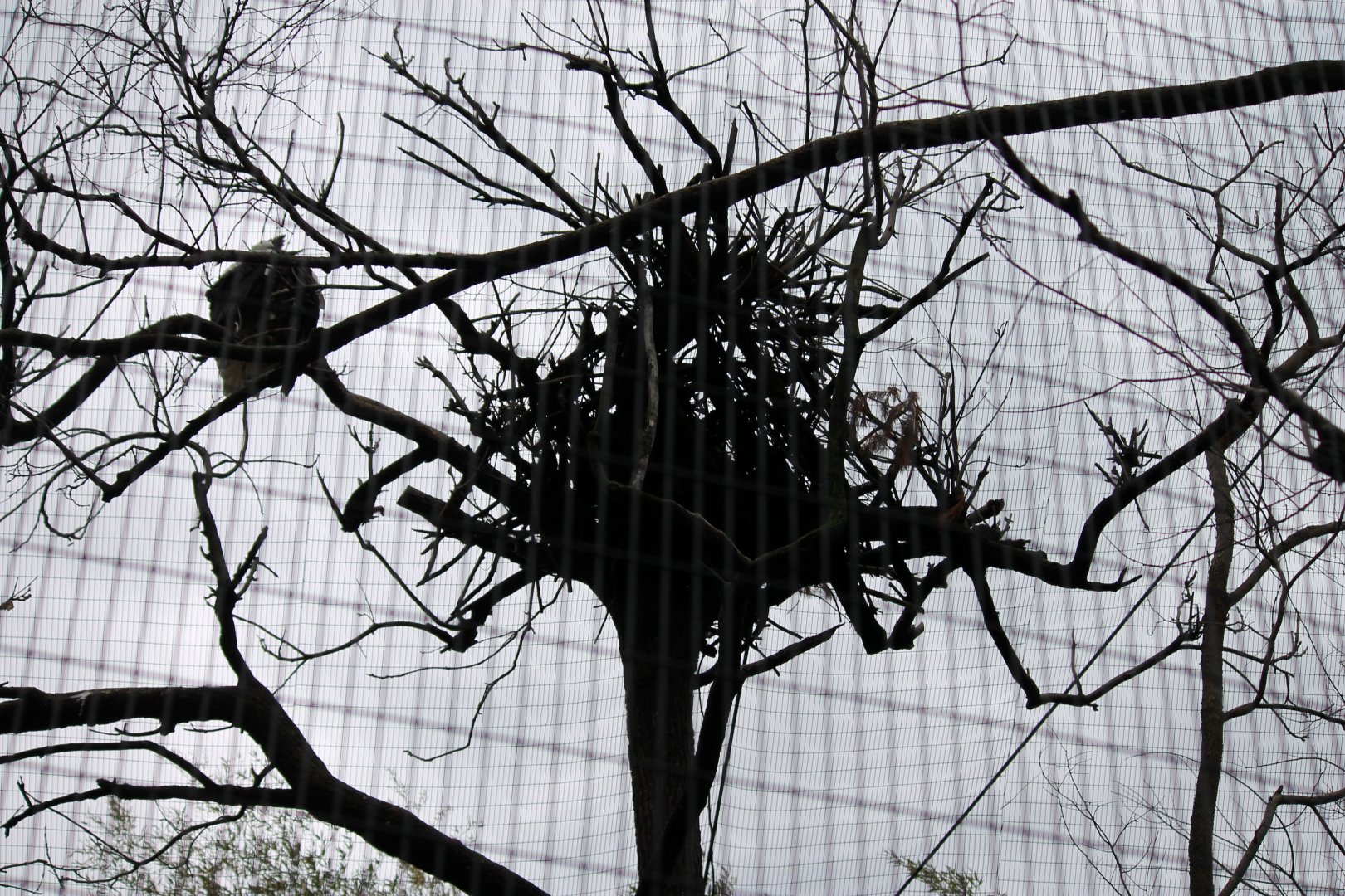 Wildlife Canyon/Eagle Eyrie- Steller's Sea Eagle Exhibit