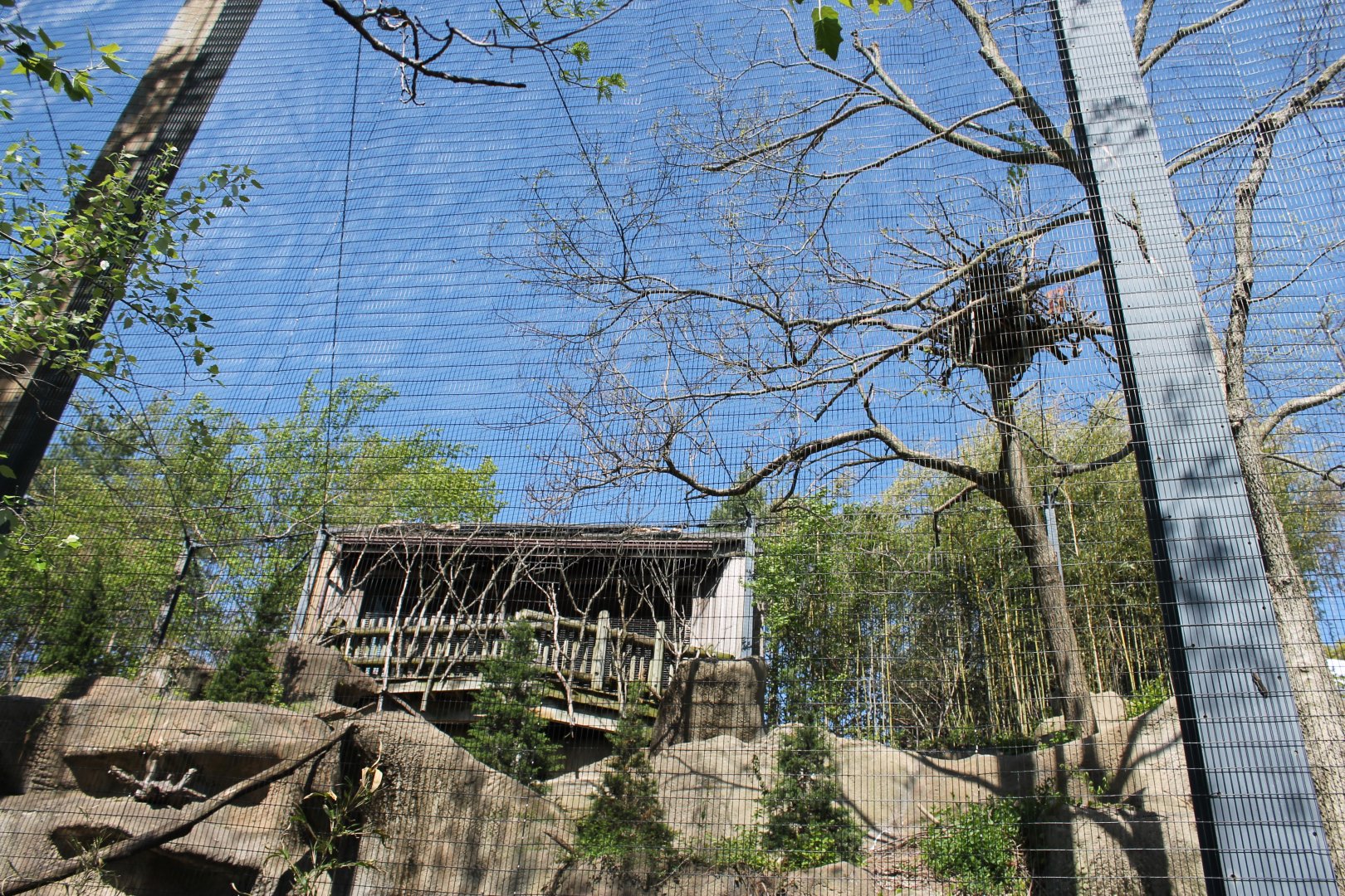 Wildlife Canyon/Eagle Eyrie- Steller's Sea Eagle Exhibit