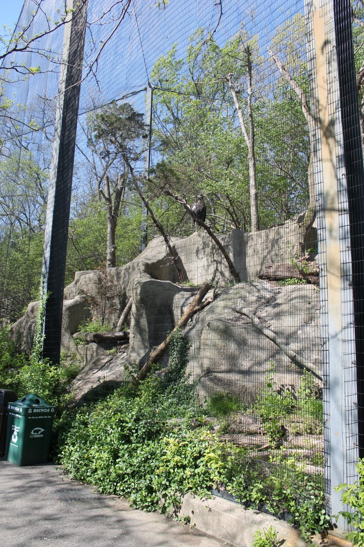 Wildlife Canyon/Eagle Eyrie- Steller's Sea Eagle Exhibit