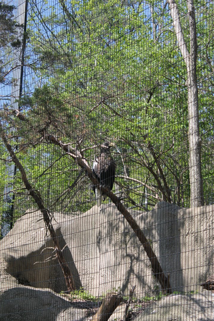 Wildlife Canyon/Eagle Eyrie- Steller's Sea Eagle Exhibit