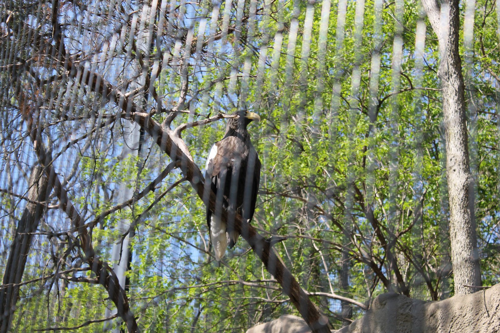 Wildlife Canyon/Eagle Eyrie- Steller's Sea Eagle Exhibit