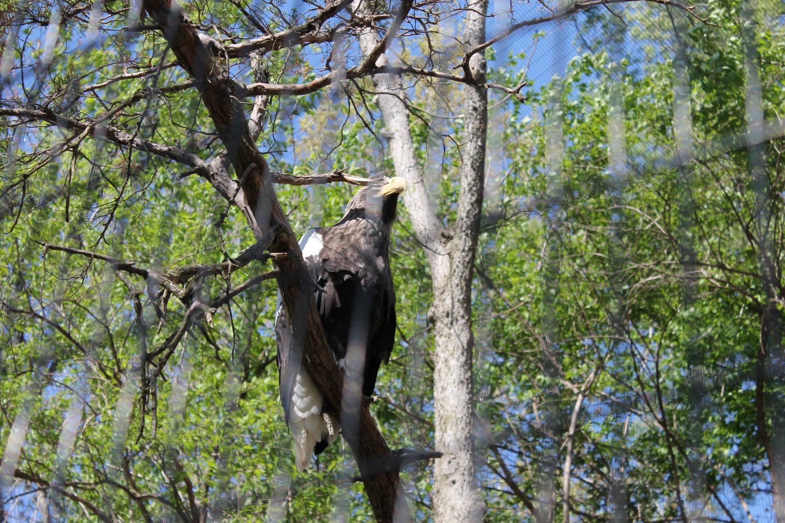 Wildlife Canyon/Eagle Eyrie- Steller's Sea Eagle Exhibit