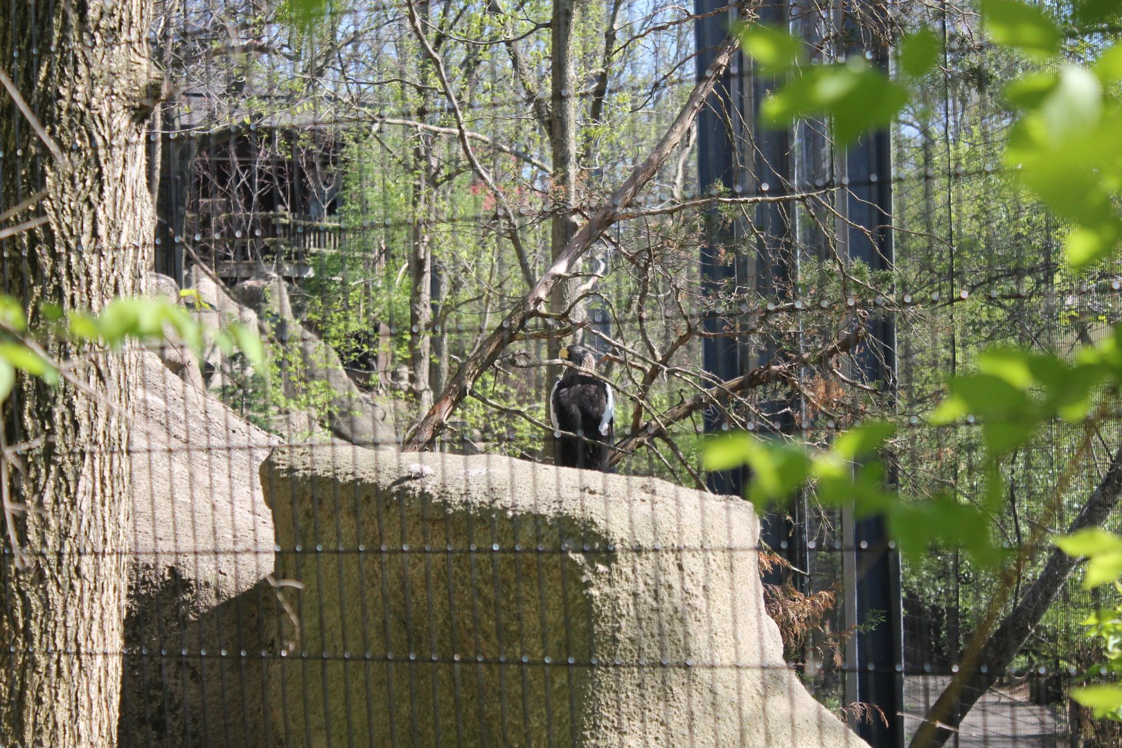 Wildlife Canyon/Eagle Eyrie- Steller's Sea Eagle Exhibit