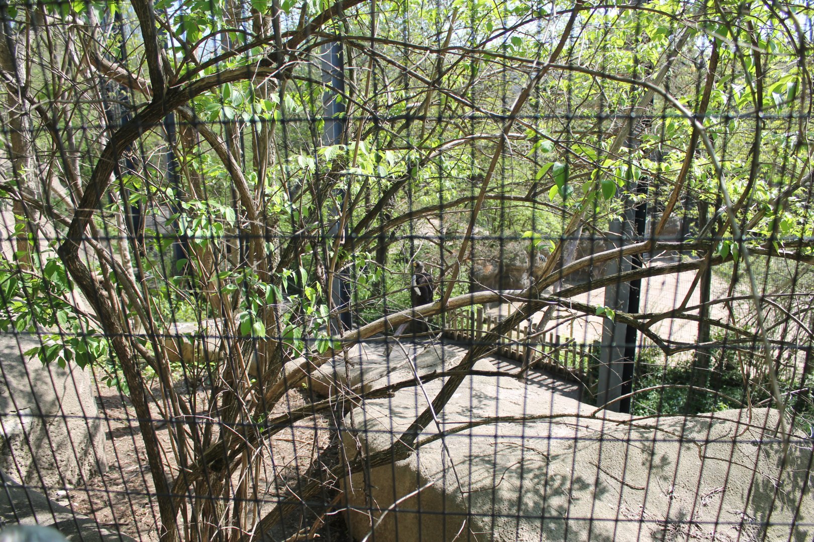 Wildlife Canyon/Eagle Eyrie- Steller's Sea Eagle Exhibit
