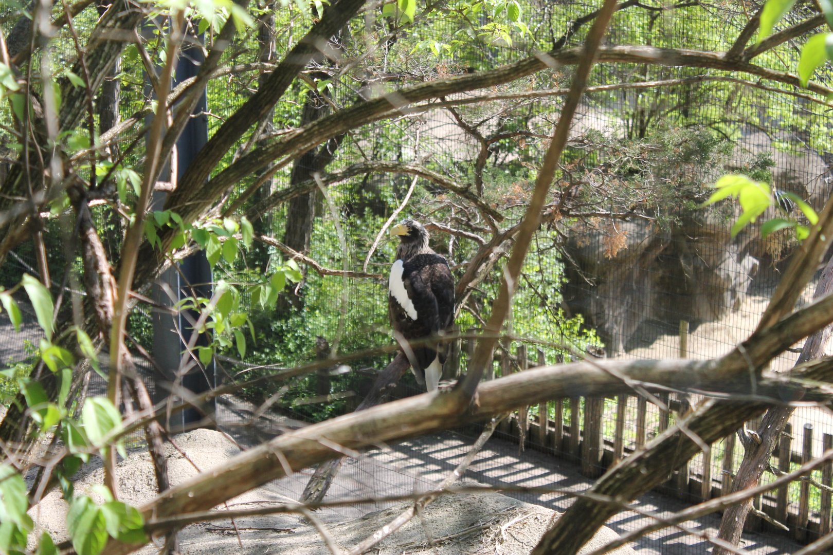Wildlife Canyon/Eagle Eyrie- Steller's Sea Eagle Exhibit