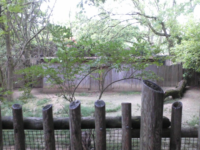Wildlife Canyon- Emu exhibit