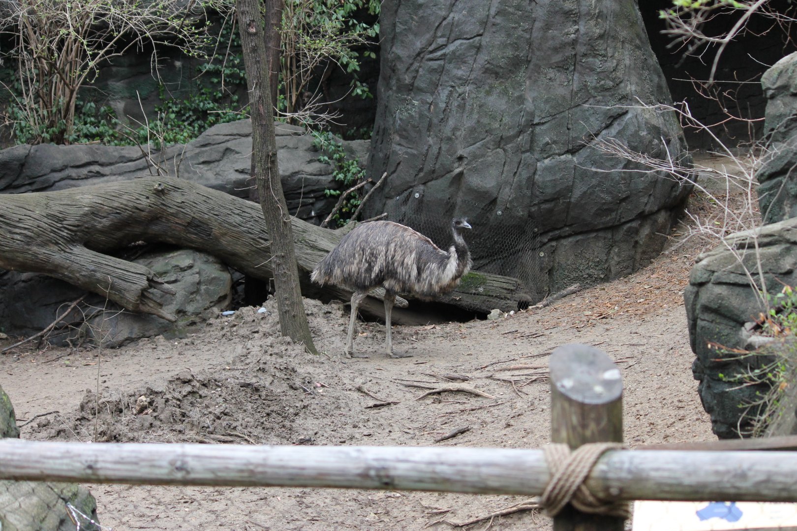 Wildlife Canyon- Emu Exhibit