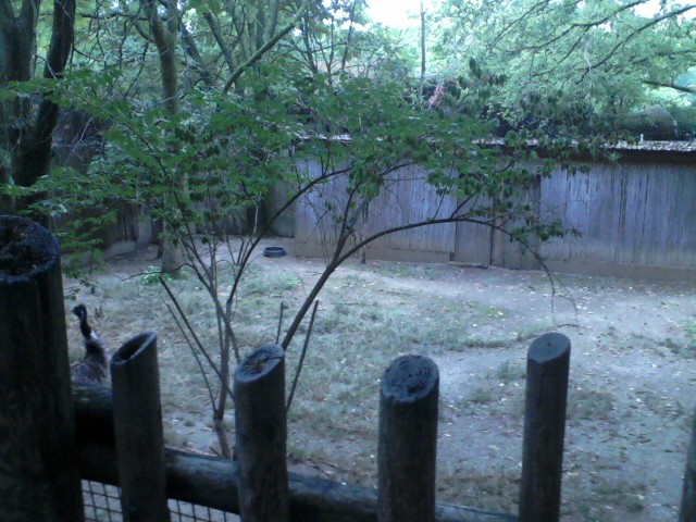 Wildlife Canyon- Emu yard 1