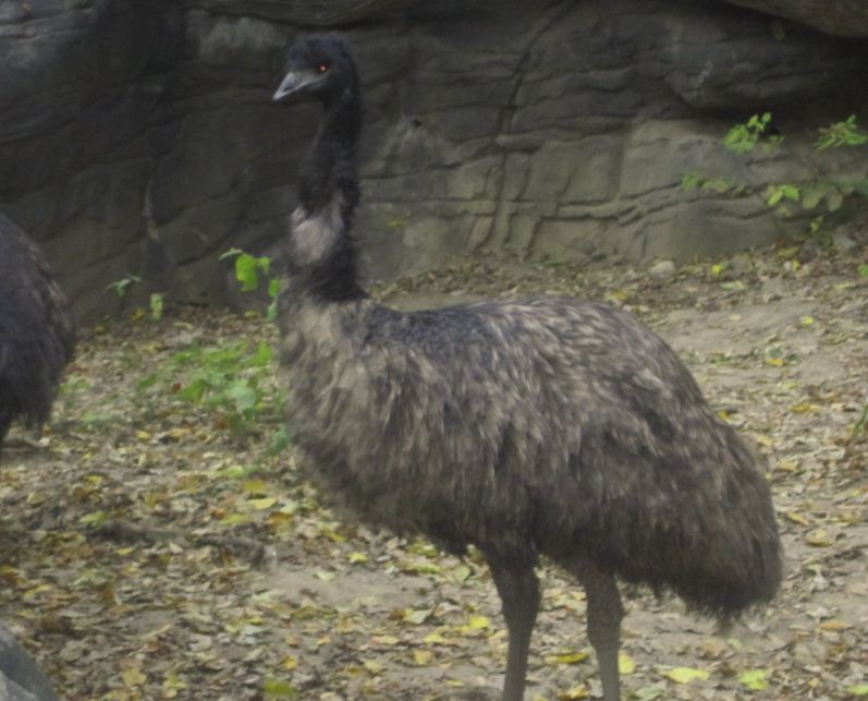 Wildlife Canyon-Emu