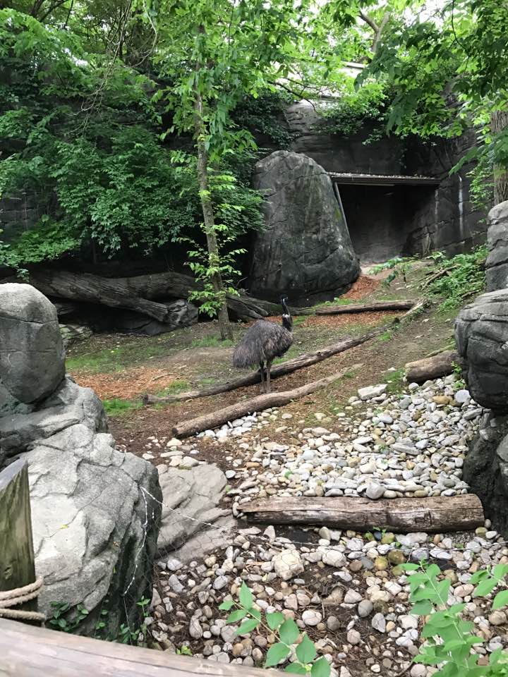 Wildlife Canyon- Emu