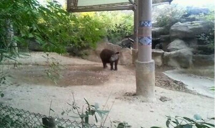 Wildlife Canyon-First Sumatran Rhinoceros exhibit