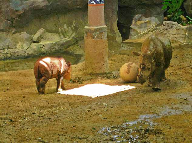 Wildlife Canyon-Harapan + Emi