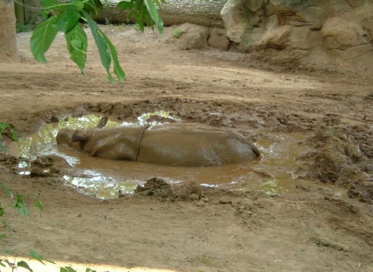 Wildlife Canyon-Ipuh-Sumatran Rhinoceros