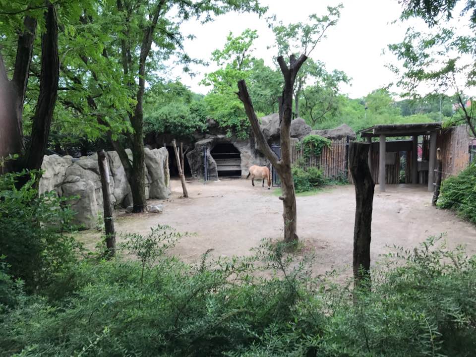 Wildlife Canyon- Mongolian Wild Horse/Bactrian Camel