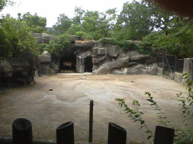 Wildlife Canyon- Przewalski's Horse Exhibit