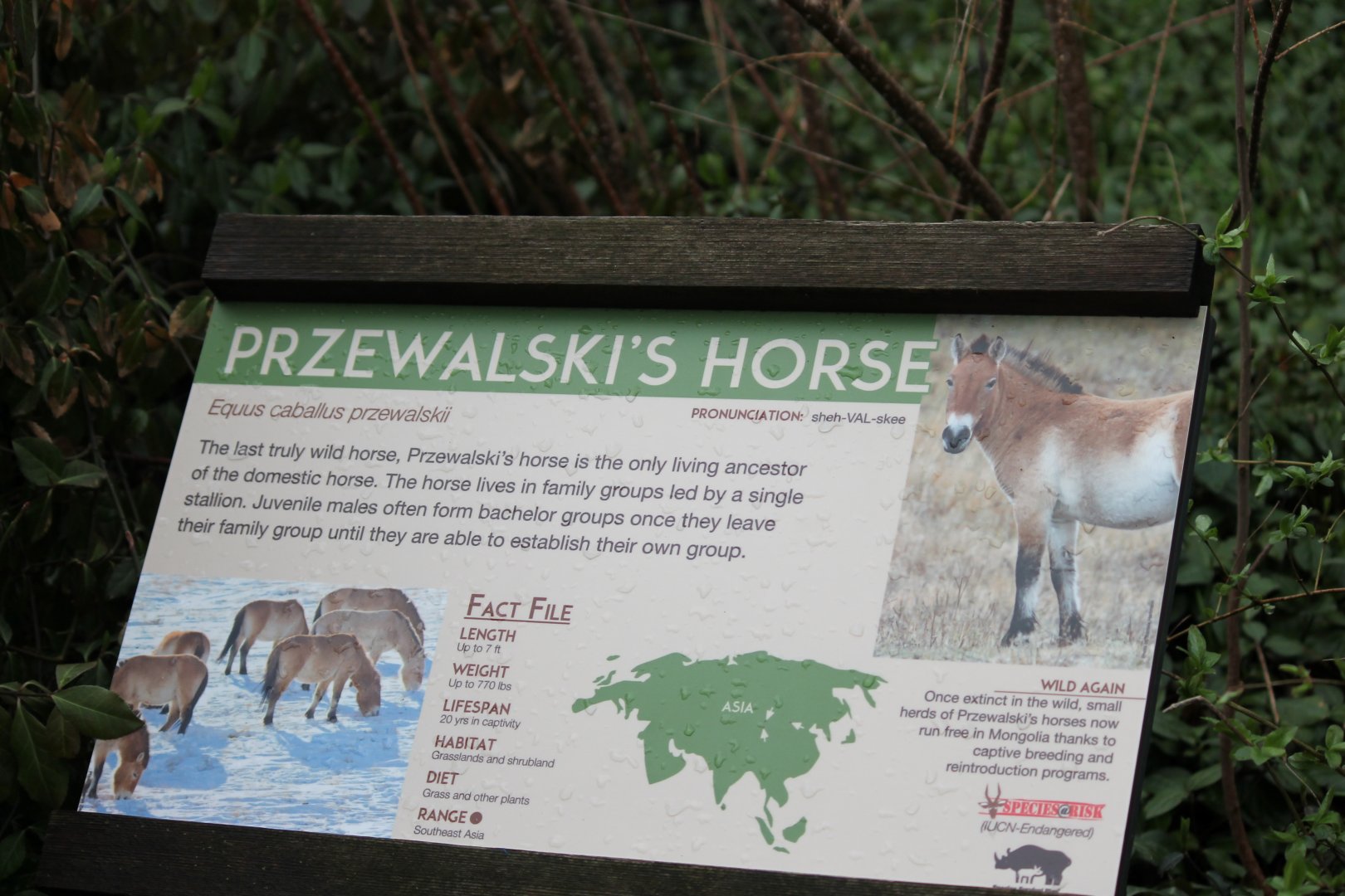 Wildlife Canyon-  Przewalski's Horse Exhibit
