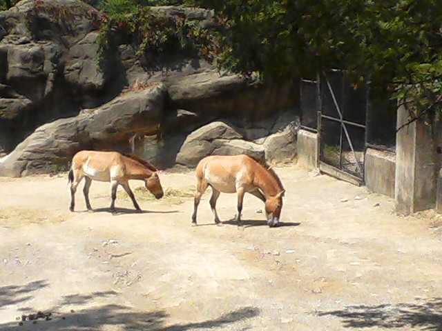 Wildlife Canyon- Przewalski's Horse