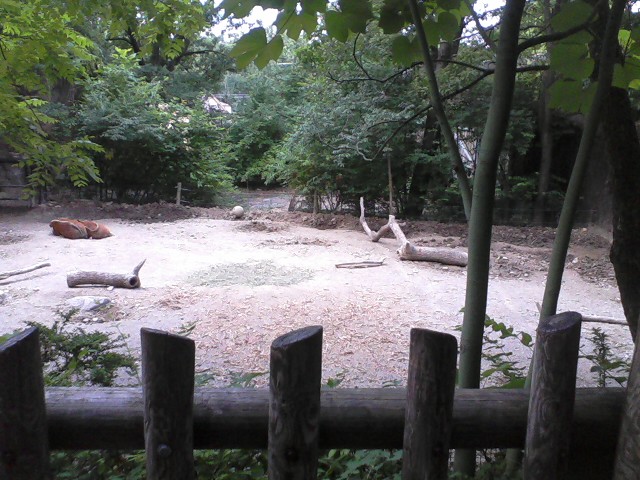 Wildlife Canyon- Red River Hog exhibit