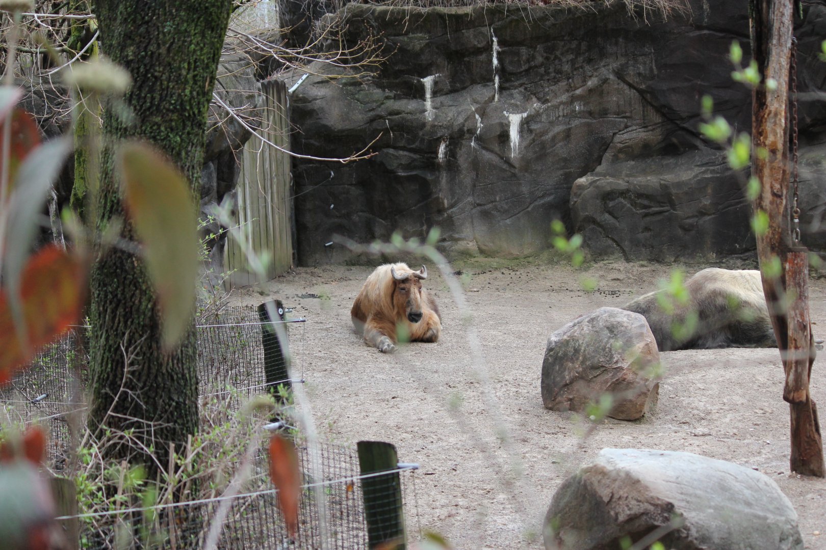 Wildlife Canyon- Sichuan Takin Exhibit