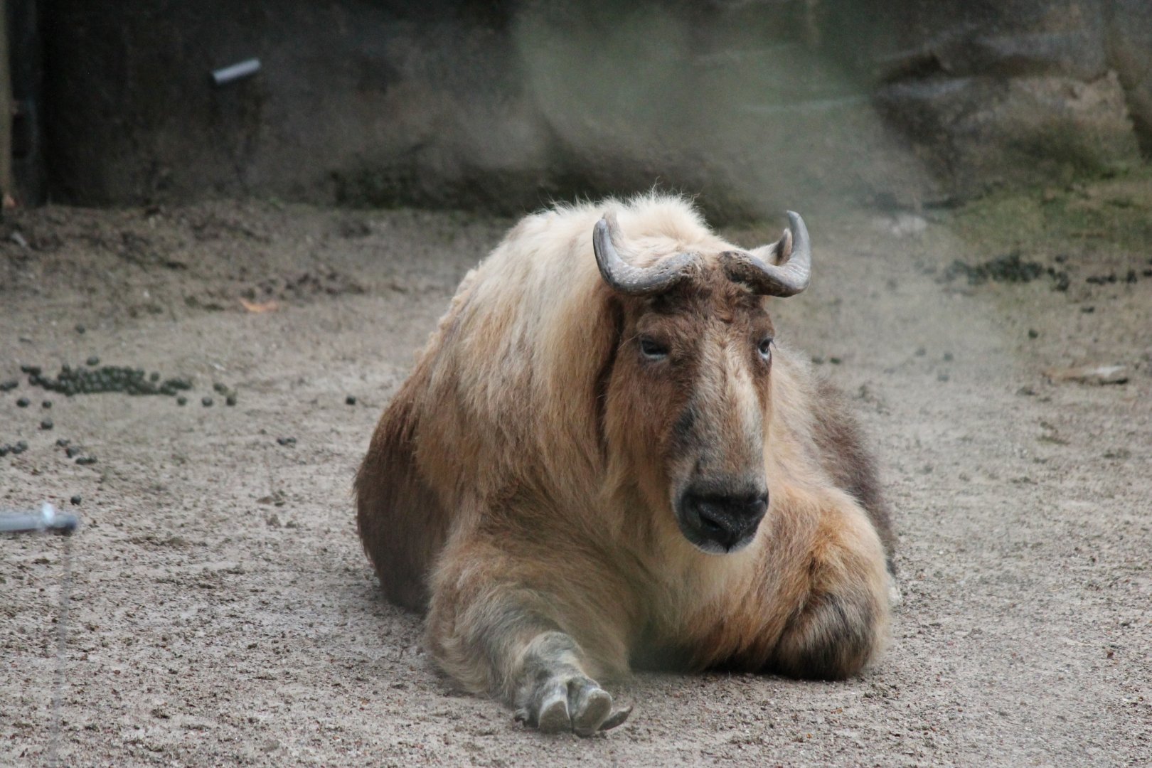 Wildlife Canyon-  Sichuan Takin Exhibit