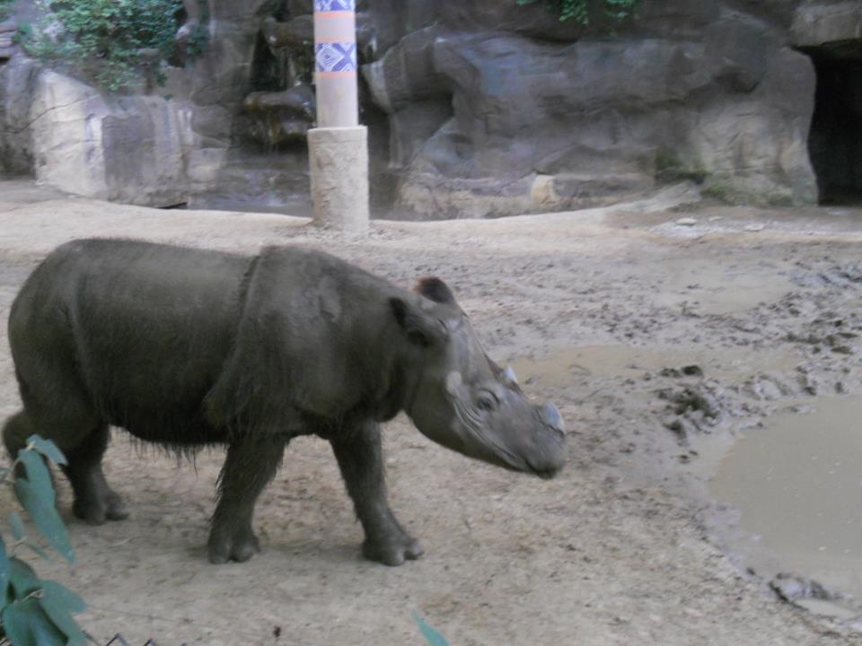 Wildlife Canyon- Suci, the only female Sumatran Rhino on display outside of