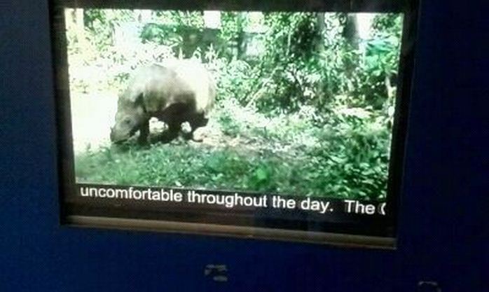 Wildlife Canyon-Sumatran Rhino Conservation Station-Video on Andantu's birt
