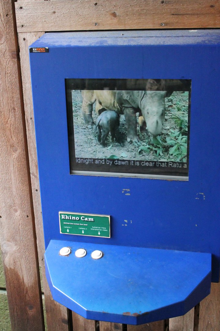 Wildlife Canyon- Sumatran Rhino Exhibit