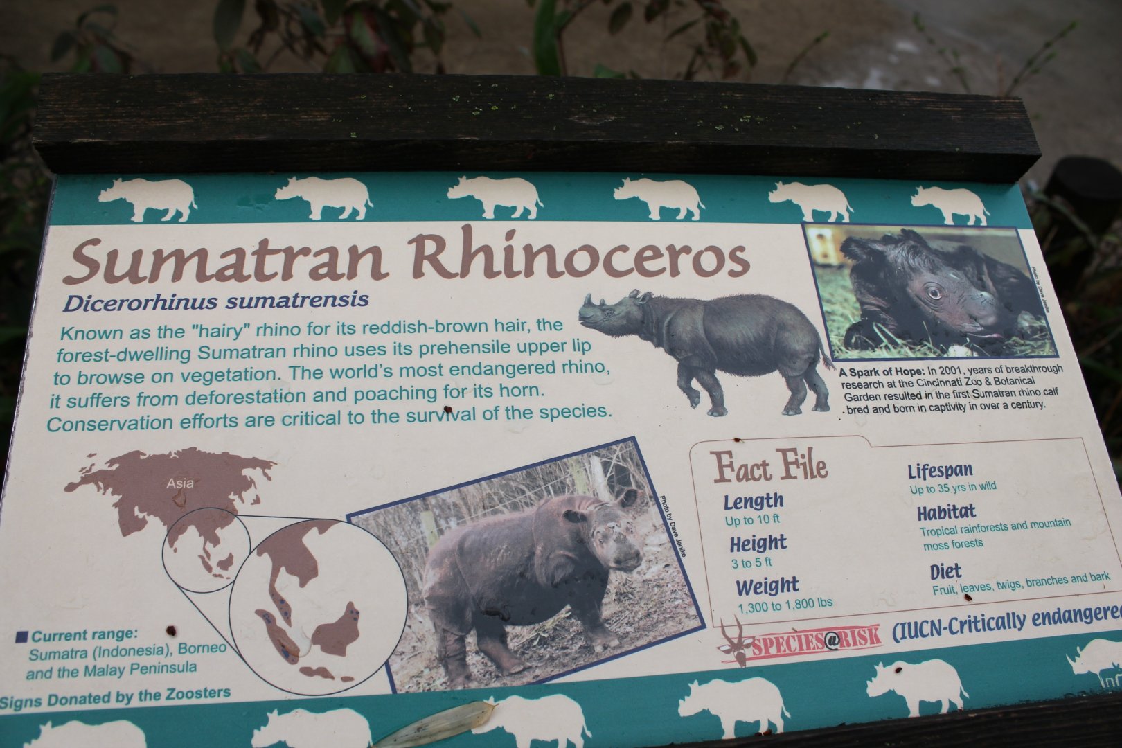 Wildlife Canyon- Sumatran Rhino Exhibit