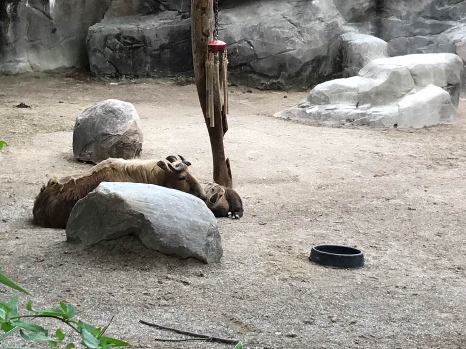 Wildlife Canyon- Takin