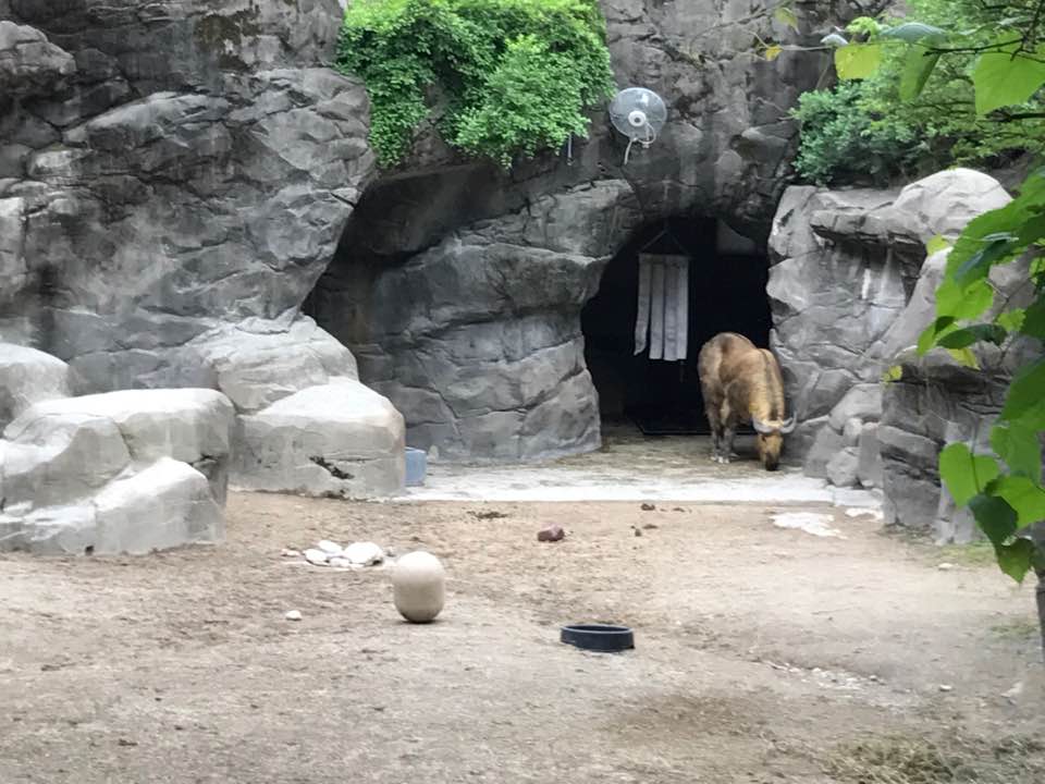 Wildlife Canyon- Takin