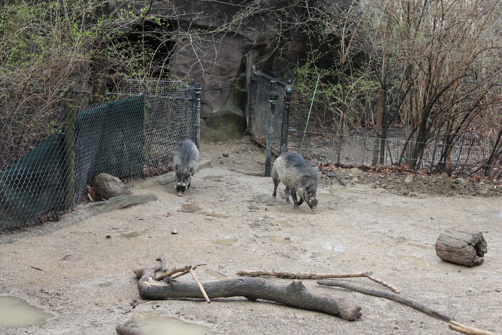 Wildlife Canyon- Visayan Warty Pig Exhibit