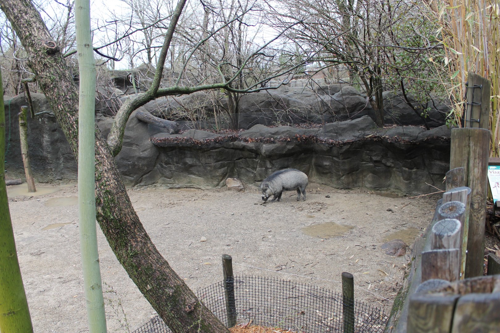 Wildlife Canyon- Visayan Warty Pig Exhibit