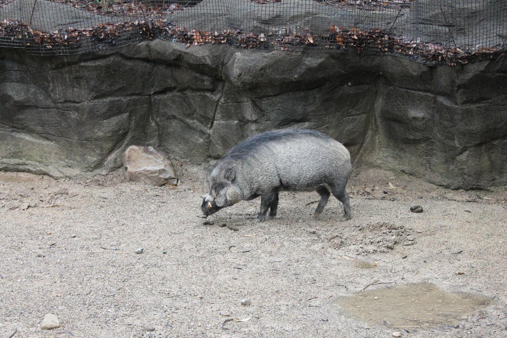 Wildlife Canyon- Visayan Warty Pig Exhibit