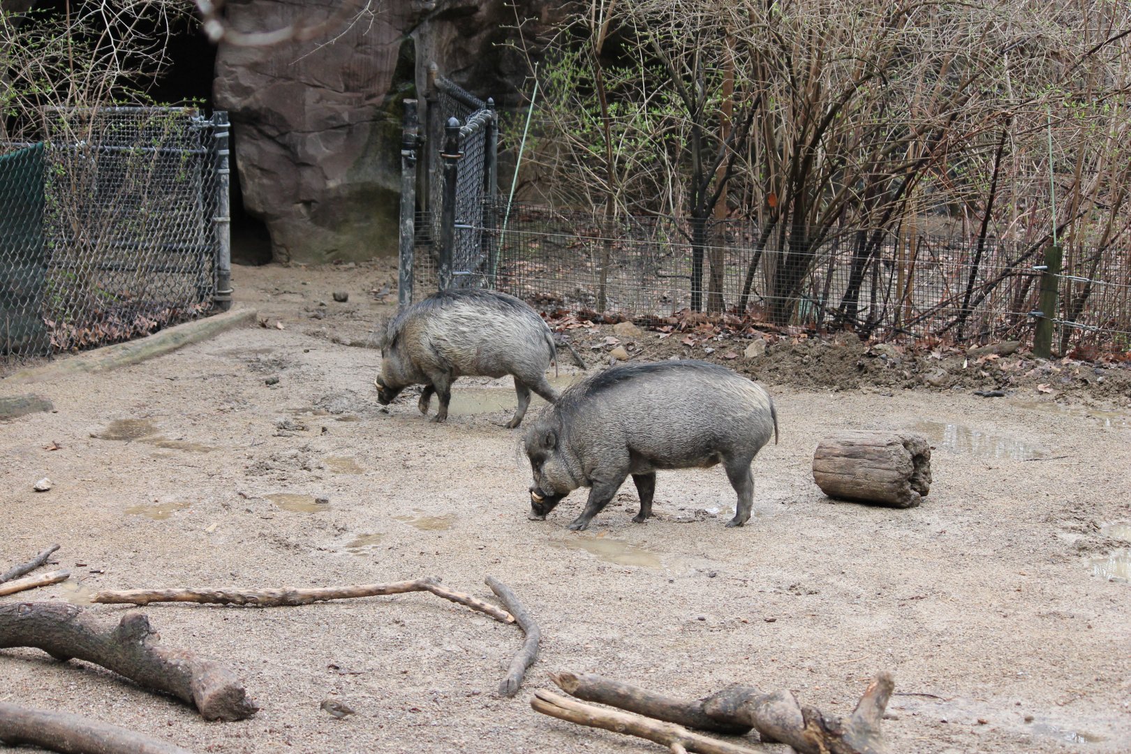 Wildlife Canyon- Visayan Warty Pig Exhibit