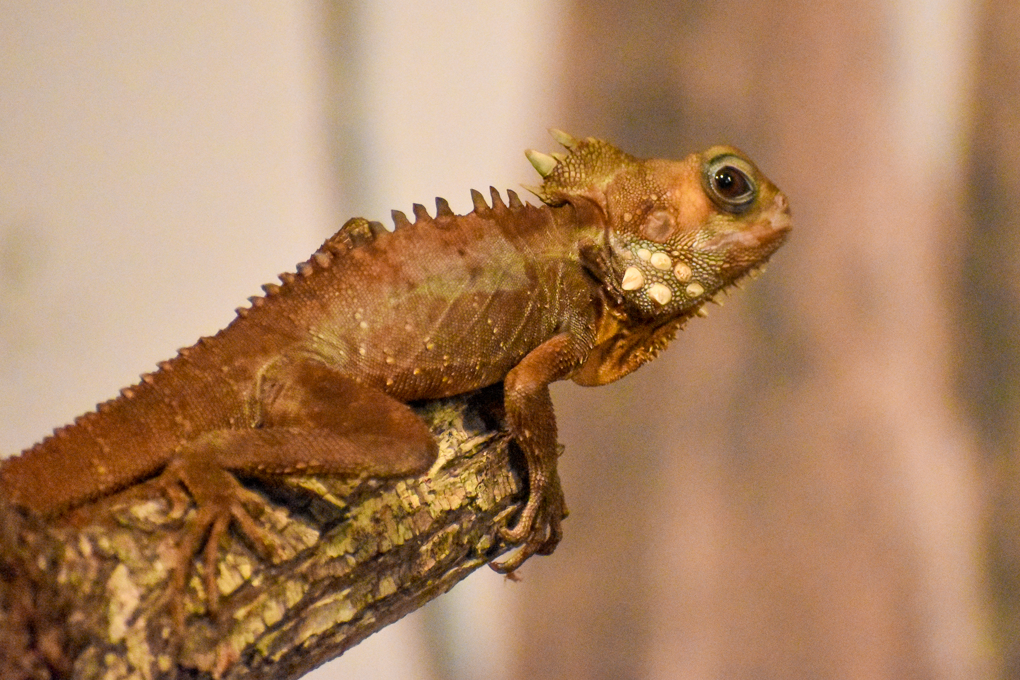 Wildlife Discovery Show - Boyd's Forest Dragon