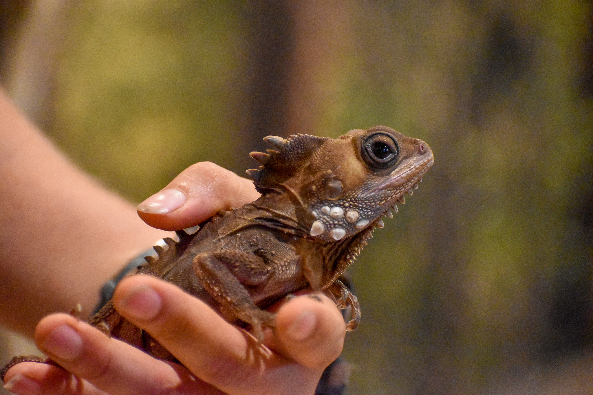 Wildlife Discovery Show - Boyd's Forest Dragon