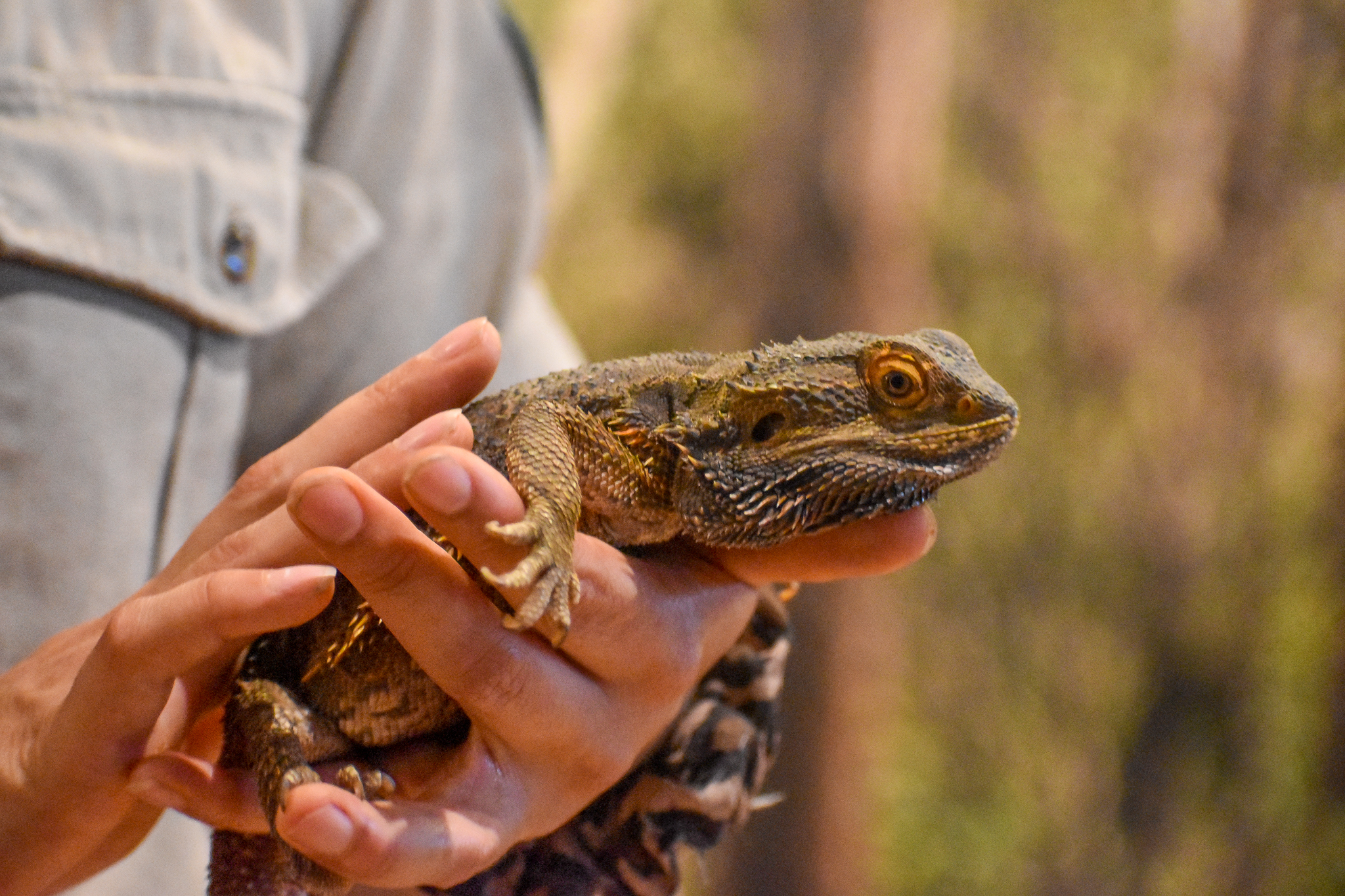 Wildlife Discovery Show - Central Bearded Dragon