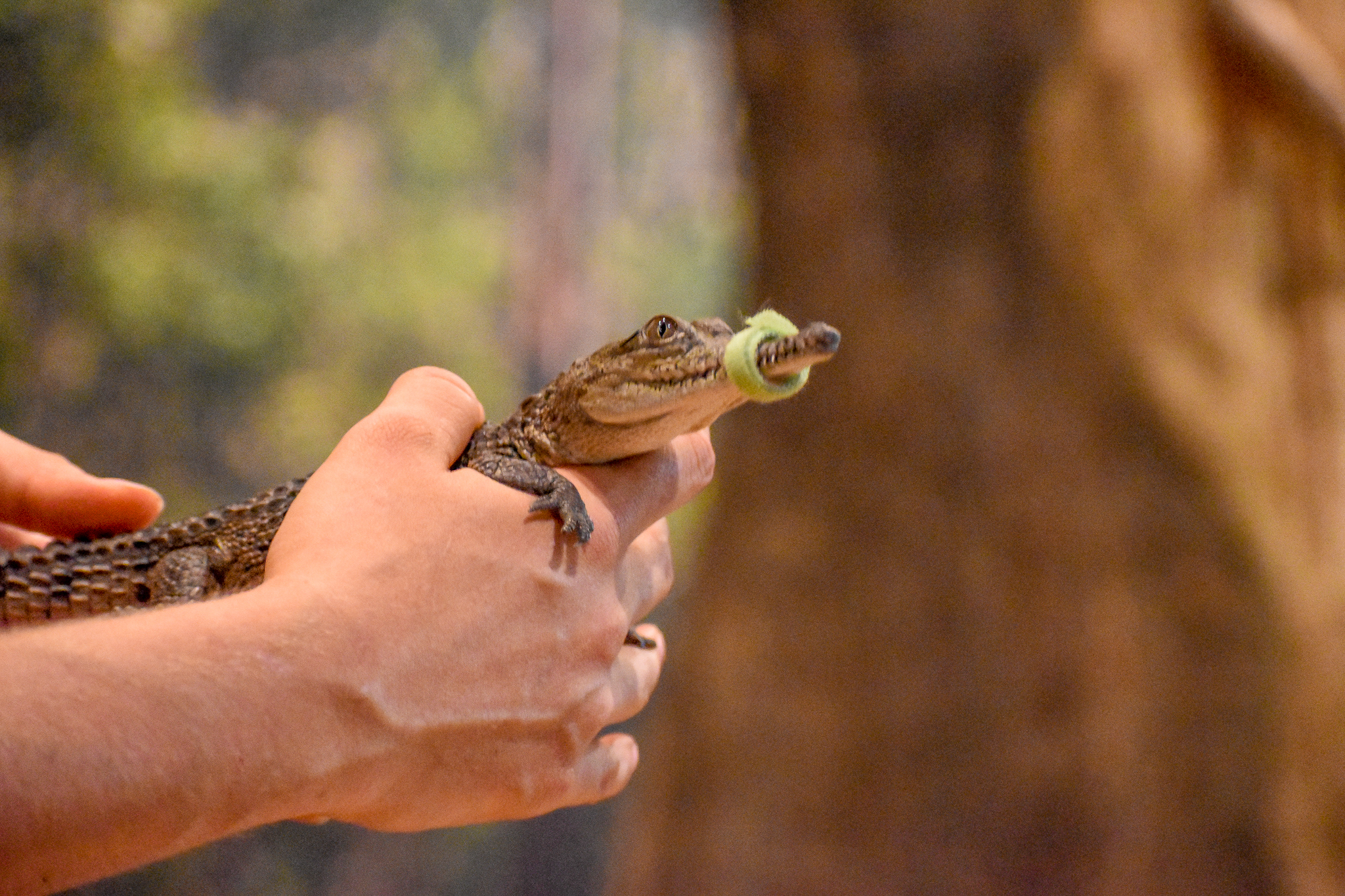 Wildlife Discovery Show - Freshwater Crocodile