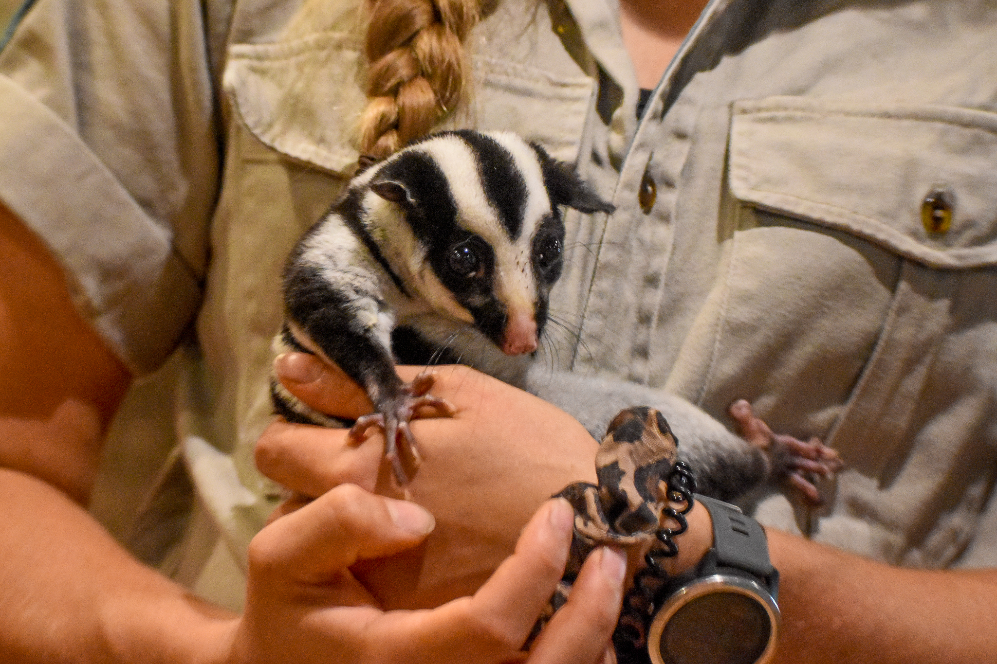 Wildlife Discovery Show - Striped Possum